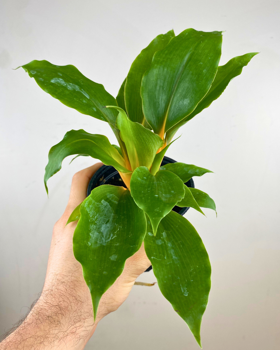 Grandes feuilles tropicales vertes de Musa Tropicana