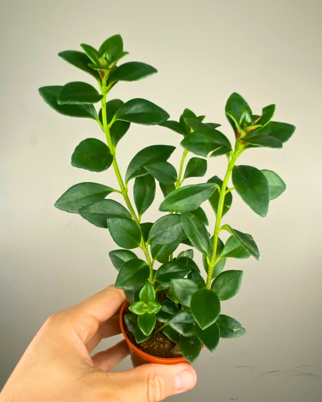 Feuillage vert brillant et fleurs orange en forme de poisson du Nematanthus gregarius