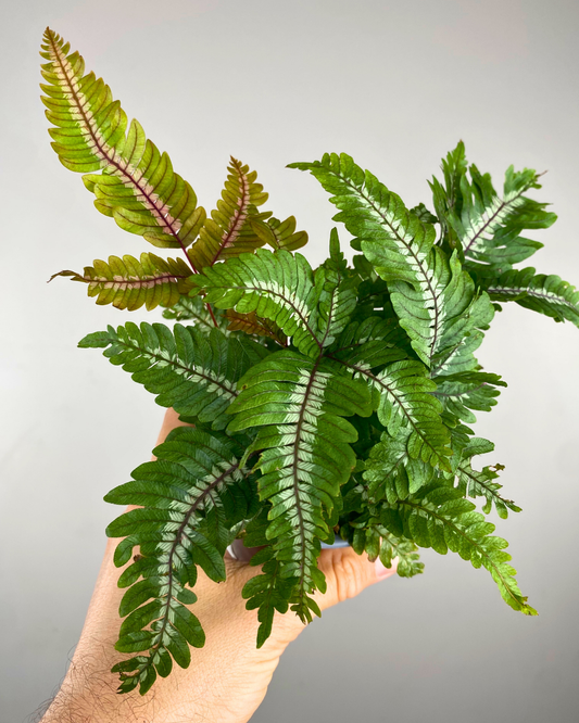 Frondes tricolores bronze rouge et vert de la fougère Pteris tricolor