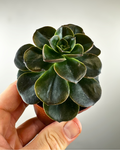 Echeveria spp.