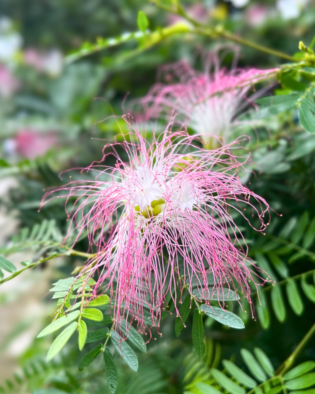 Calliandra brevipes - Pink Powderpuff