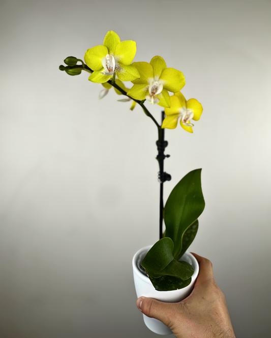 Orchidée Phalaenopsis aux fleurs en forme de papillon