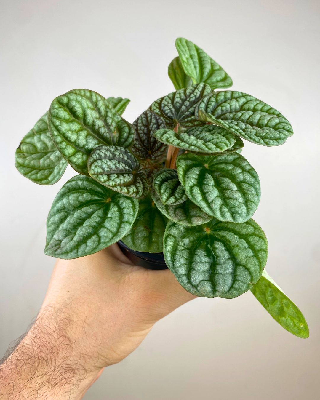 Feuilles charnues rouge-bronze et vert du Peperomia Burbella