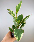 Feuilles charnues vert foncé et crème du Peperomia Ginny