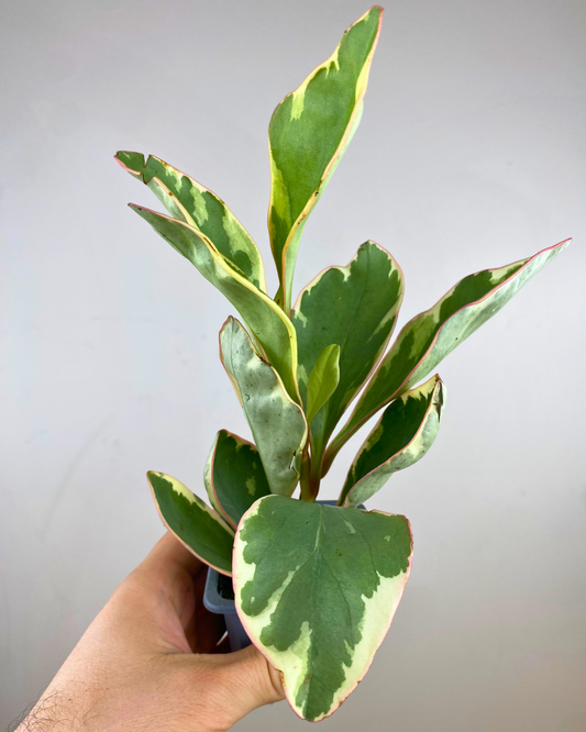 Feuilles charnues vert foncé et crème du Peperomia Ginny