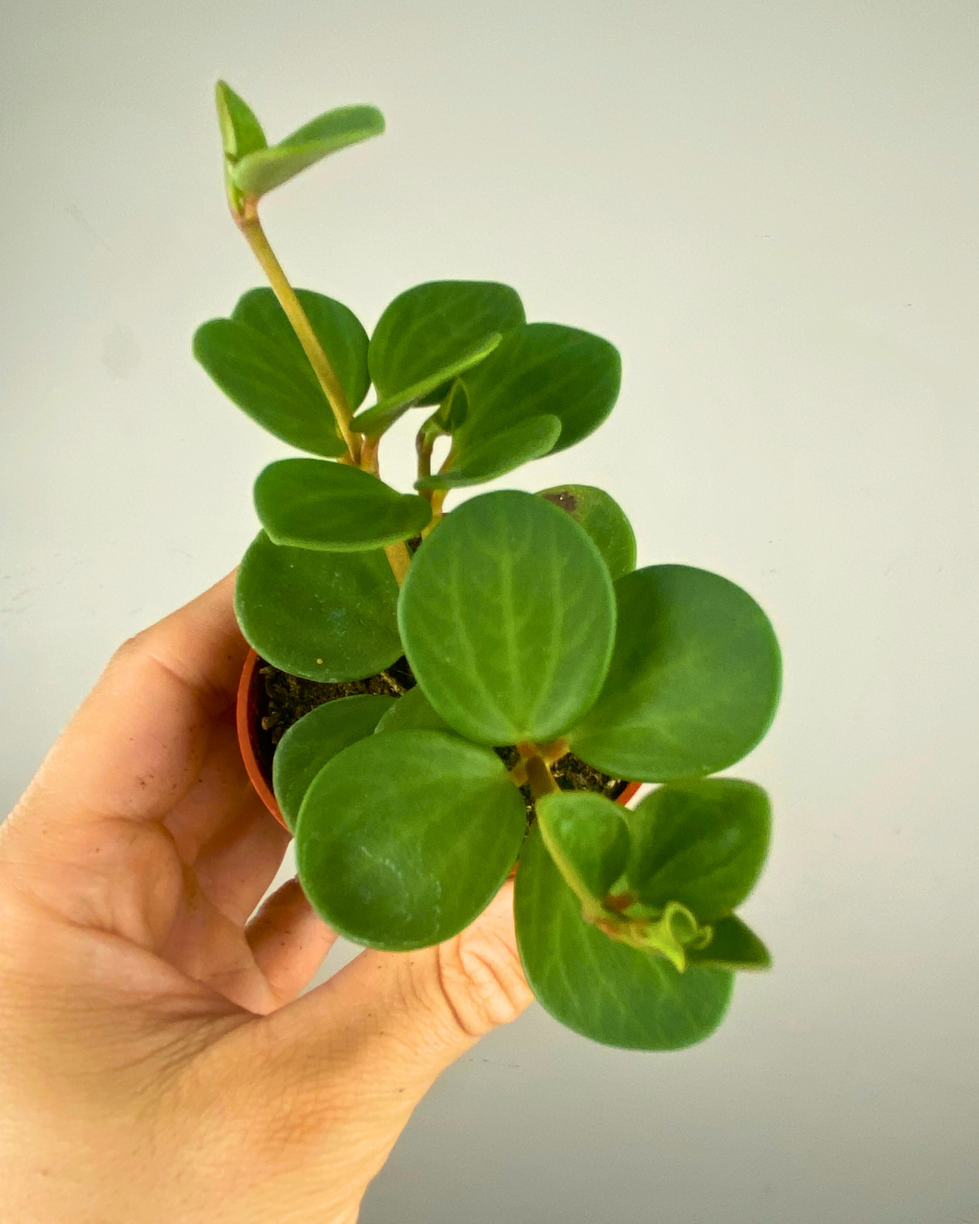 Feuilles vert profond rondes de Peperomia Hope