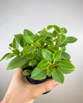 Feuilles épaisses vert lime tachetées de Peperomia Pixie Lime