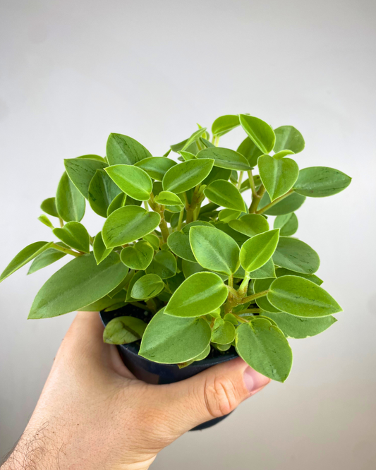 Feuilles épaisses vert lime tachetées de Peperomia Pixie Lime