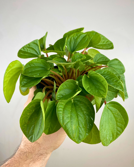 Feuilles vert émeraude charnues du Peperomia Rana Verde