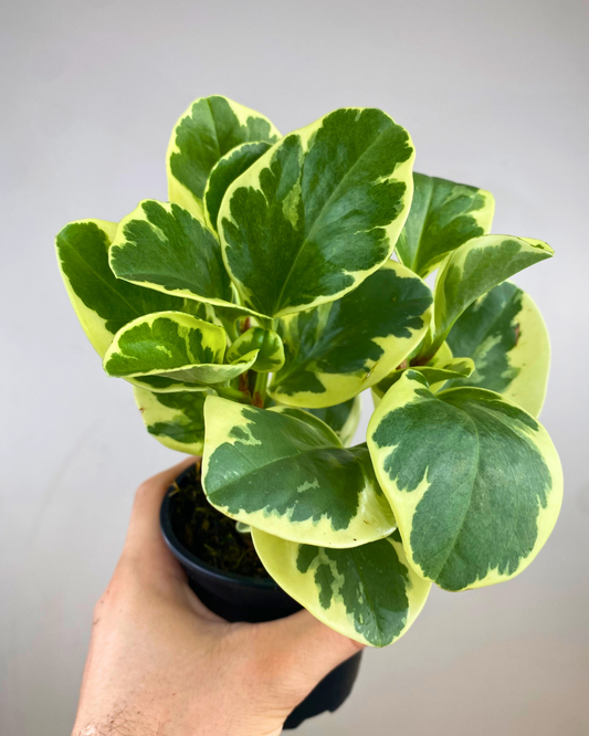 Feuilles vertes bordées de blanc du Peperomia obtusifolia variegata