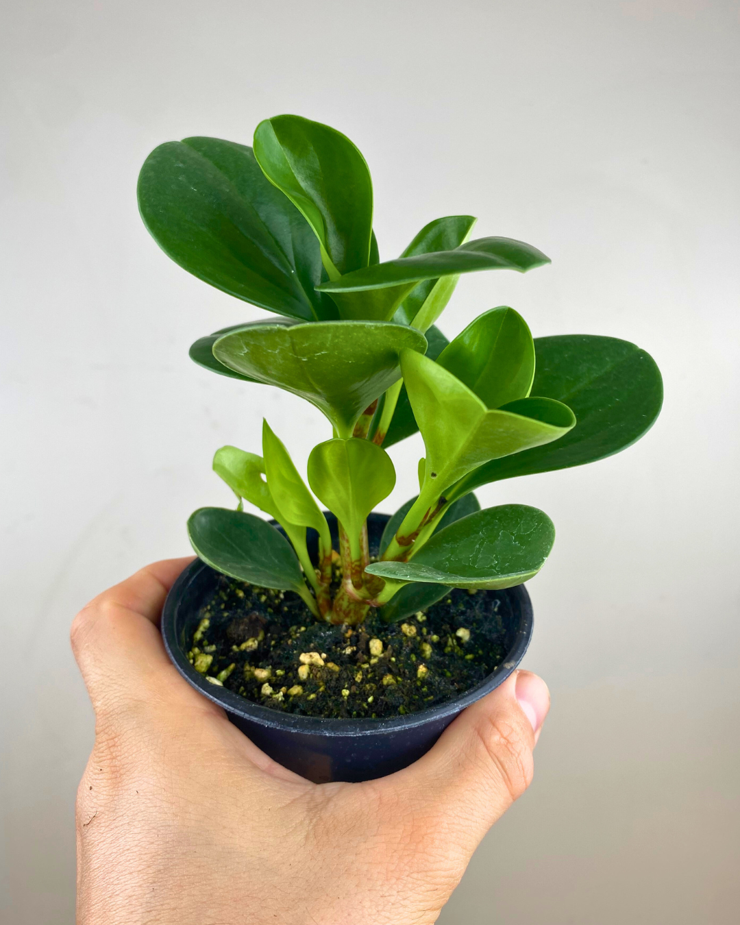 Feuilles charnues ovales vert foncé de Peperomia obtusifolia