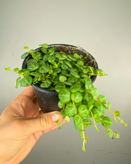 Feuillage rond vert et argenté de la Peperomia prostata