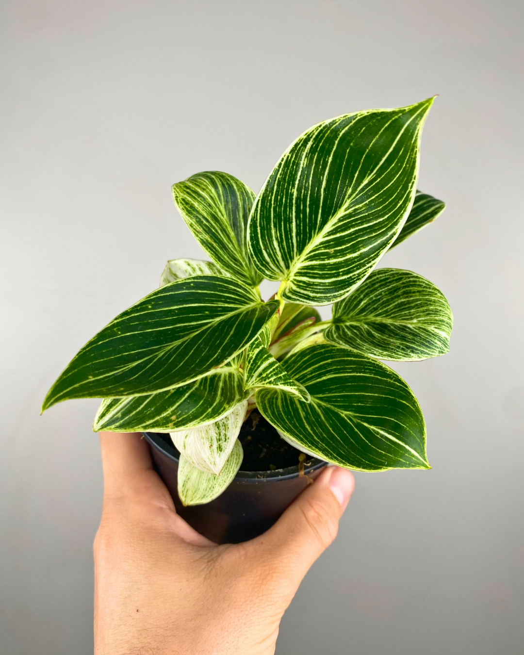 Feuilles vertes striées de blanc du Philodendron Birkin