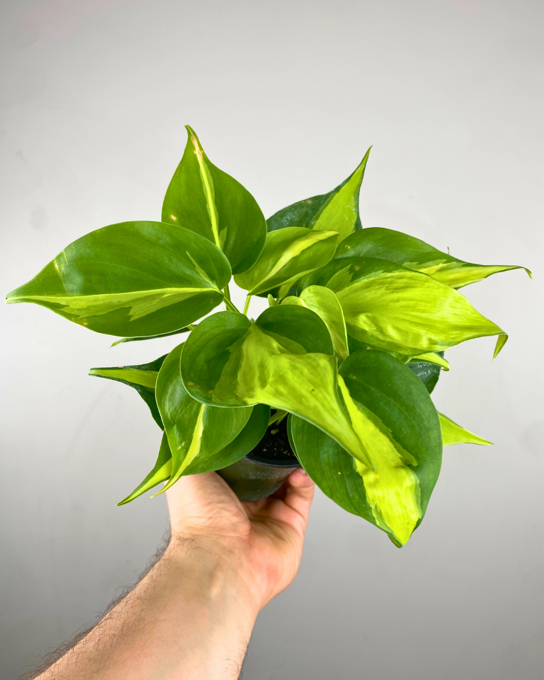 Feuilles cœur vert foncé avec stries lime-jaune de Philodendron Brasil
