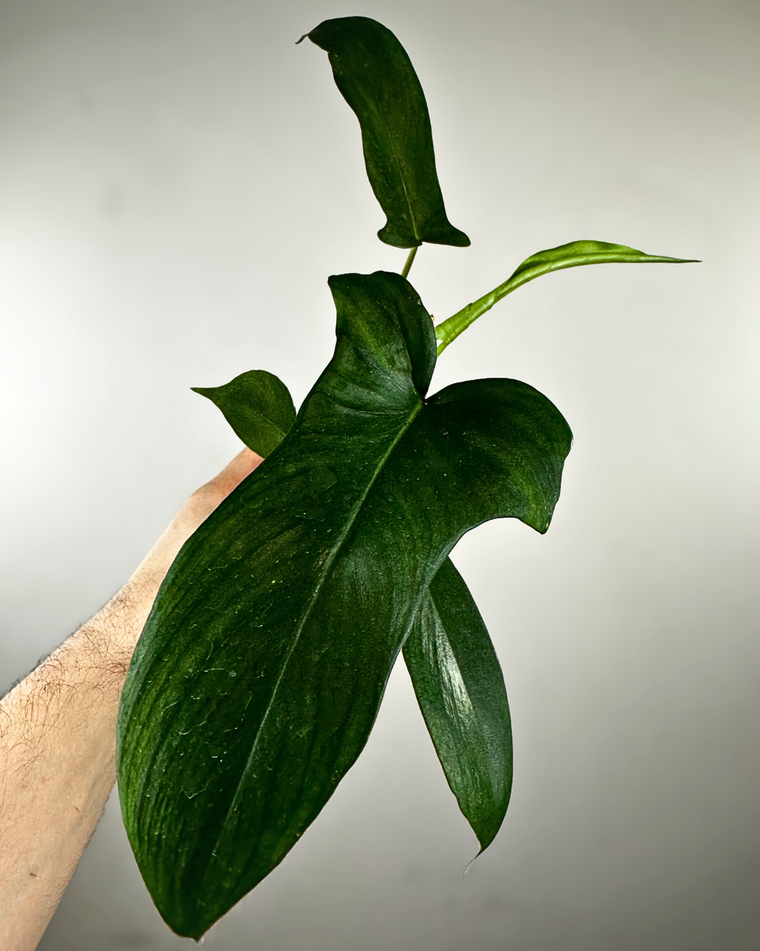 Feuilles fines et découpées du Philodendron Glad Hands