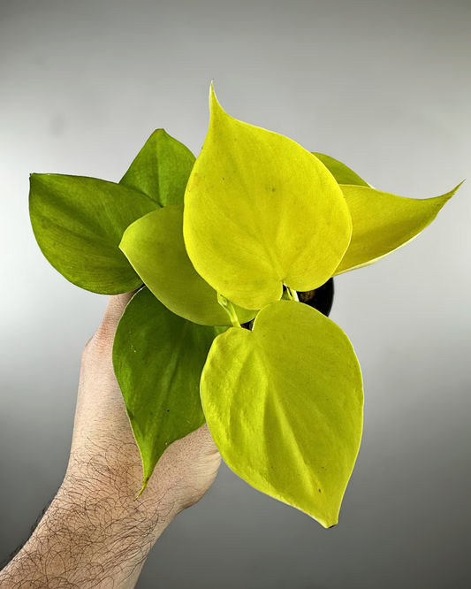 Feuilles jaune chartreuse du Philodendron Lemon Lime