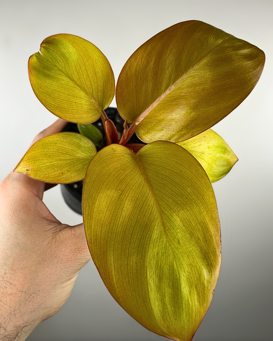 Feuilles vert foncé et légèrement métalliques du Philodendron Mars