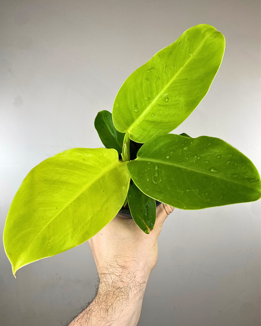 Feuilles vert néon lumineux du Philodendron Moonlight