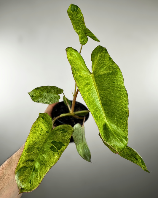 Feuilles marbrées vert lime et vert foncé du Philodendron Paraiso Verde