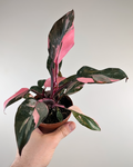 Feuillage vert foncé marbré de rose et crème du Philodendron Pink Princess Marble King