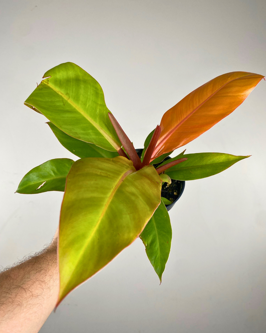 Feuillage orange vif évoluant vers le vert du Philodendron Prince of Orange