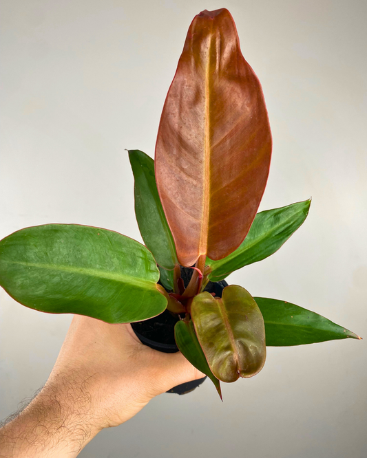 Feuillage rouge vif et vert foncé du Philodendron Red Sun