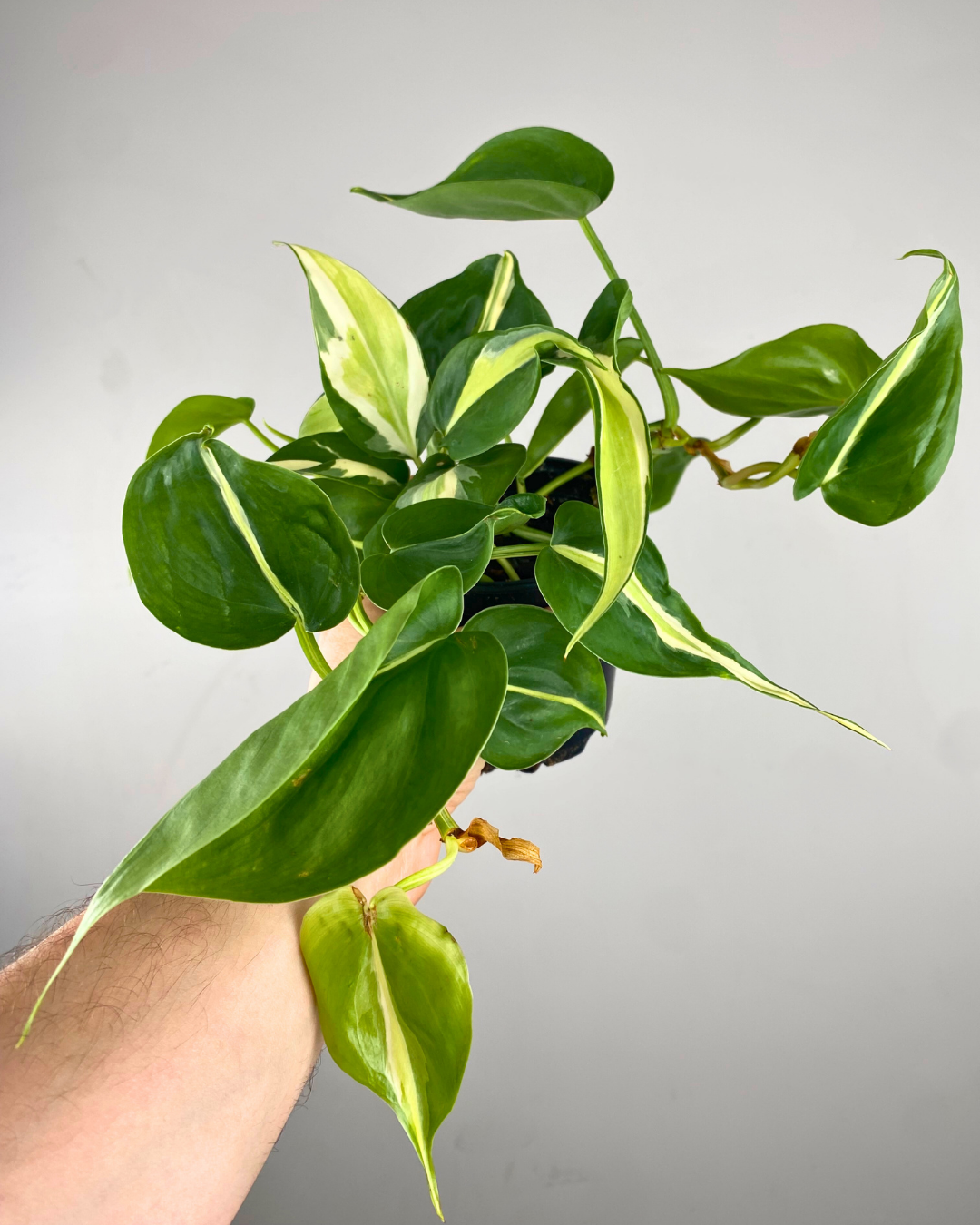Feuillage vert foncé avec bande argent-crème au centre du Philodendron Silver Stripe
