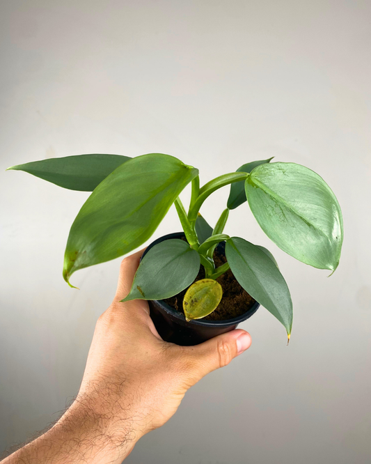 Feuillage argenté allongé du Philodendron Silver Sword