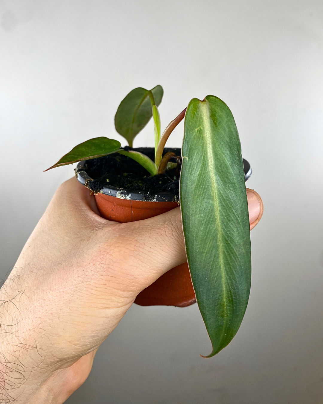 Grand feuillage vert brillant du Philodendron spiritus-sancti