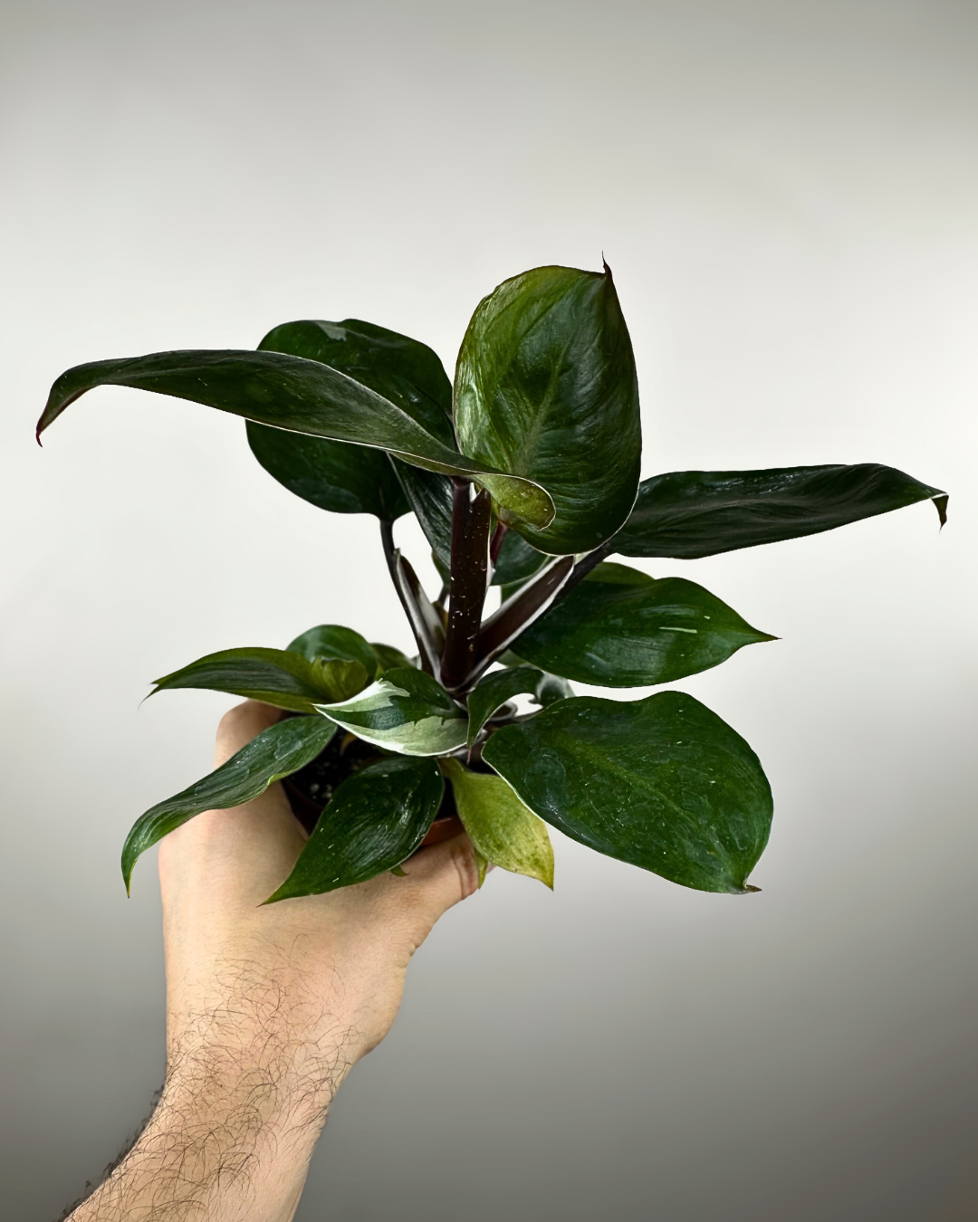 Feuilles panachées blanches et vertes du Philodendron White Knight