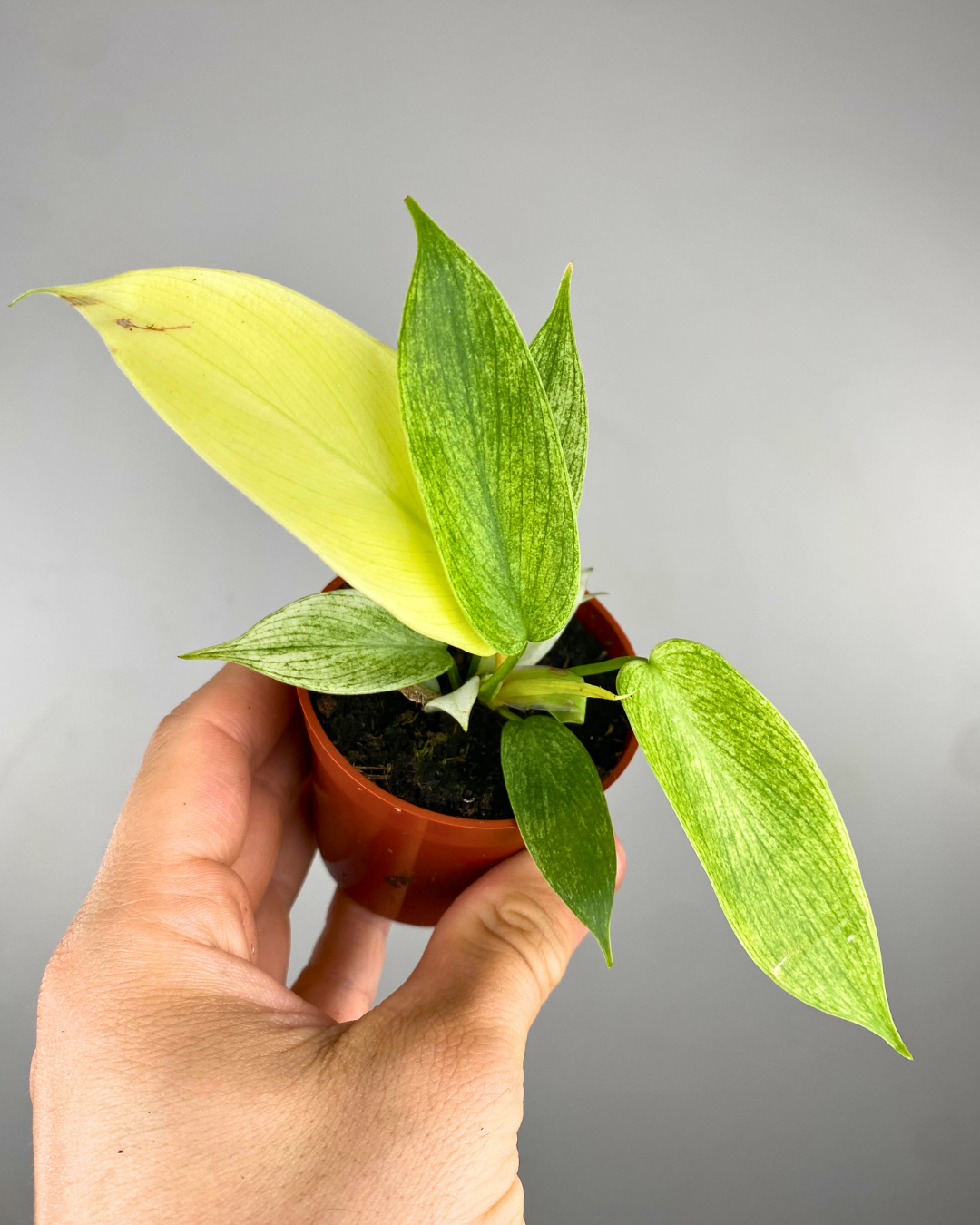 Feuillage doré évolutif et vert du Philodendron Yellow Ghost
