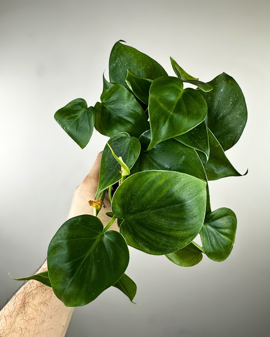 Feuilles vert foncé en forme de cœur du Philodendron cordatum