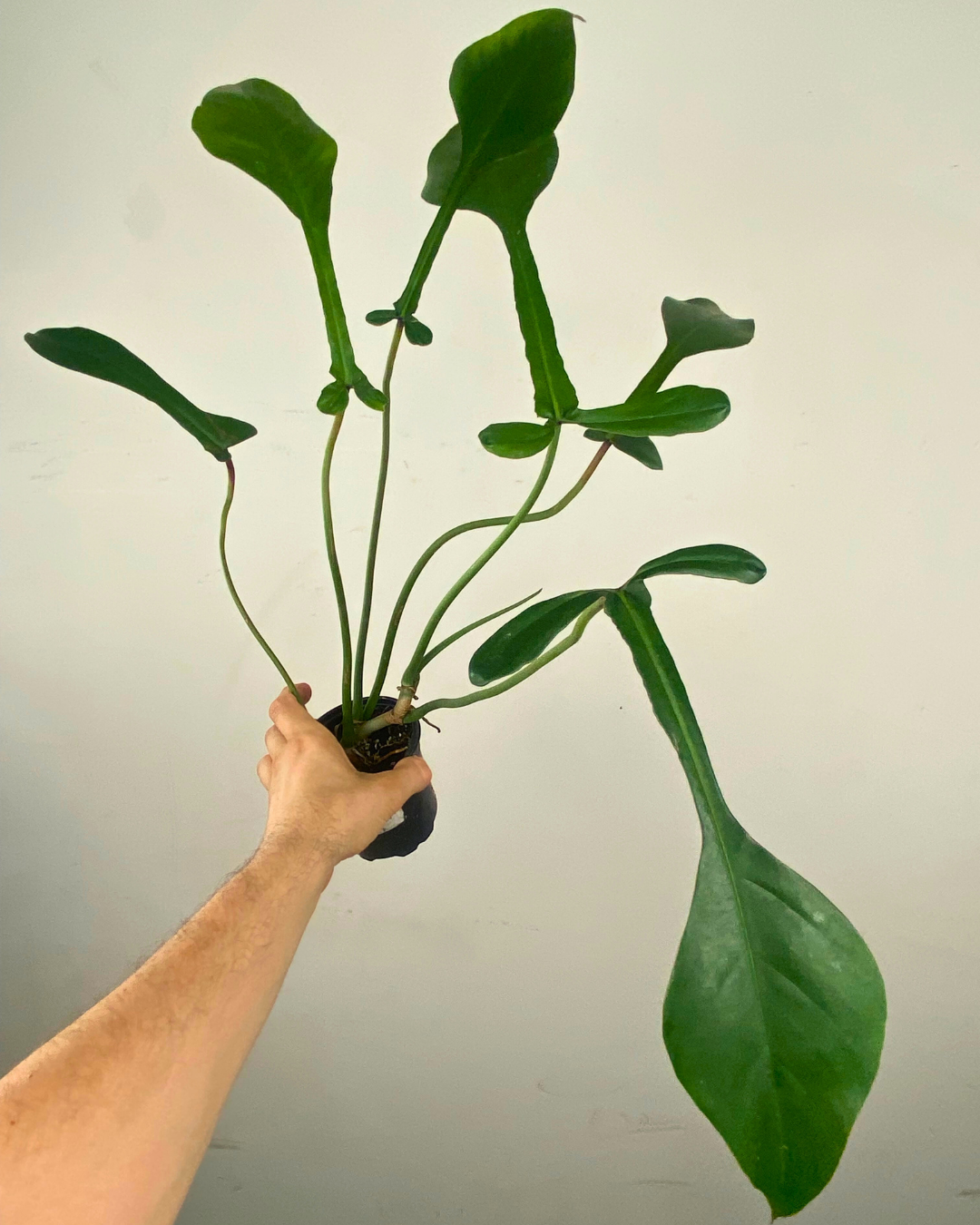 Feuillage lobé et allongé du Philodendron joepii
