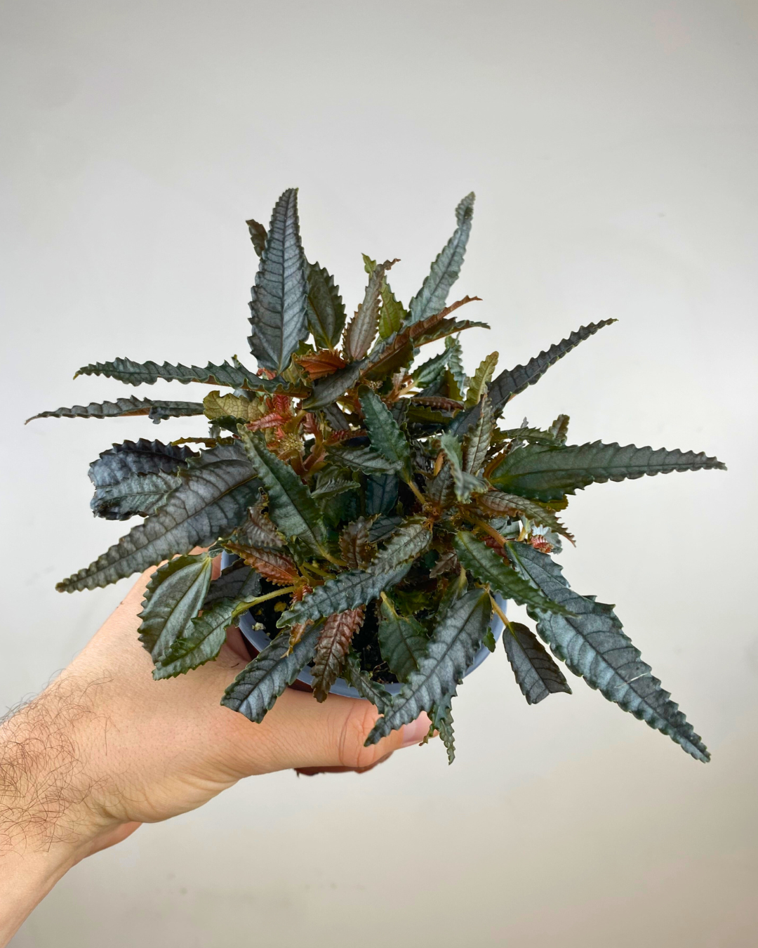 Feuilles sombres nervurées d’argent du Pilea Dark Mystery