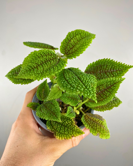 Feuillage vert relief profond nervuré de Pilea Moon Valley