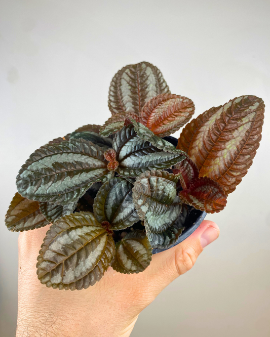 Feuilles gaufrées vert profond du Pilea involucrata Norfolk