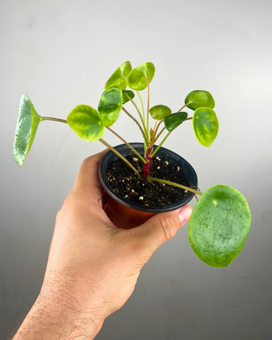 Feuilles rondes vert clair de la Pilea peperomioides