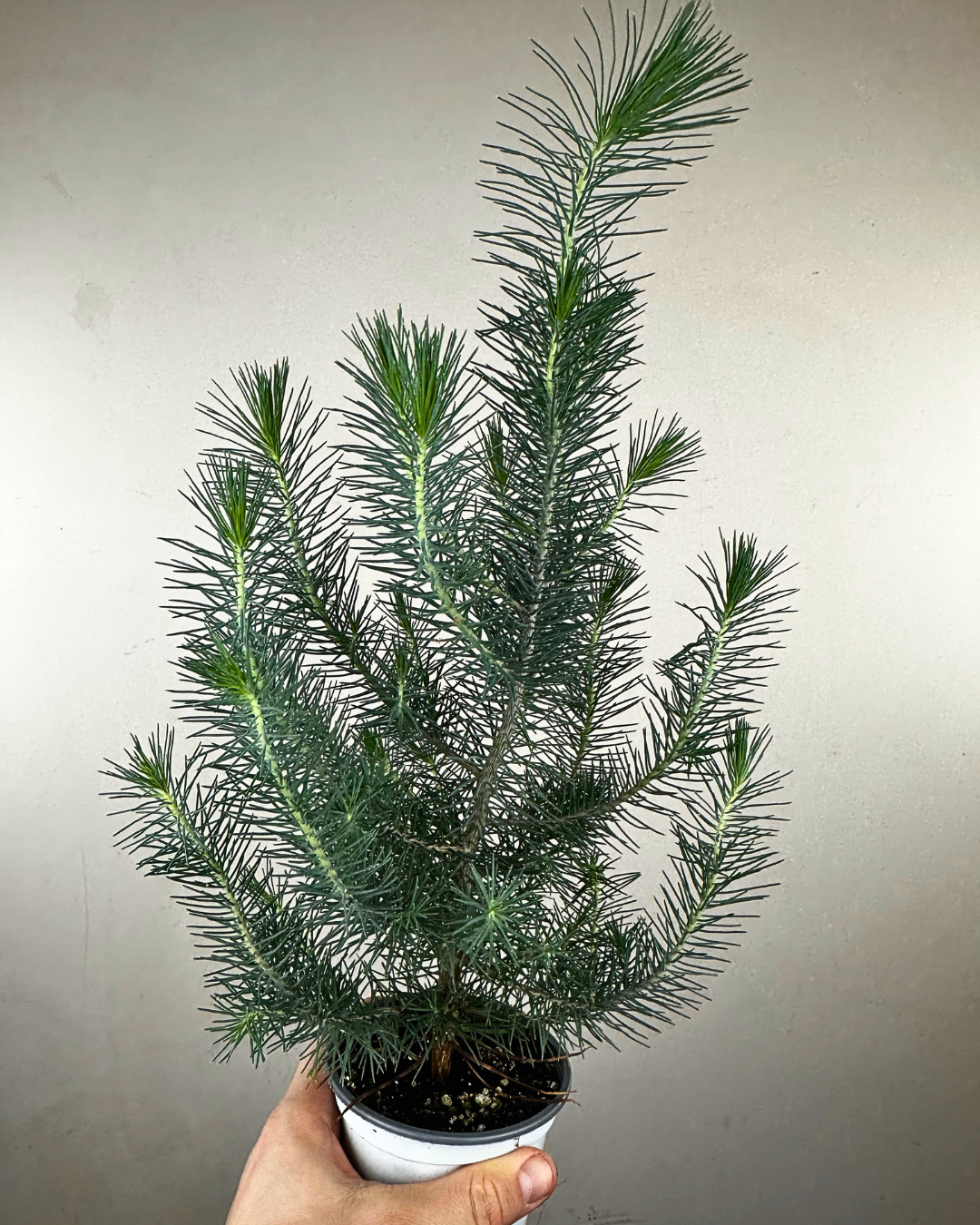 Jeune Pinus pinea au feuillage vert vif en aiguilles