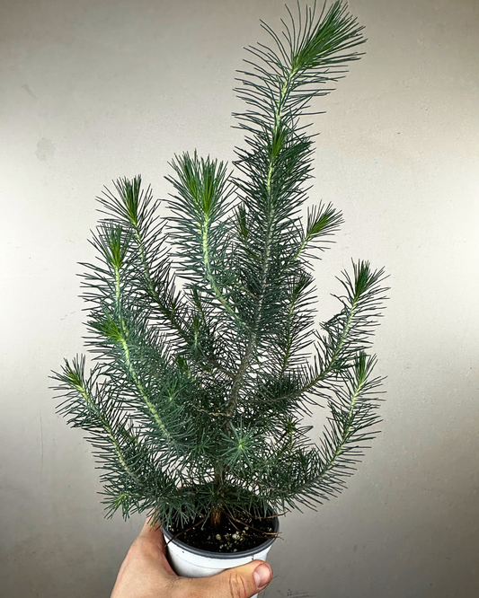 Jeune Pinus pinea au feuillage vert vif en aiguilles