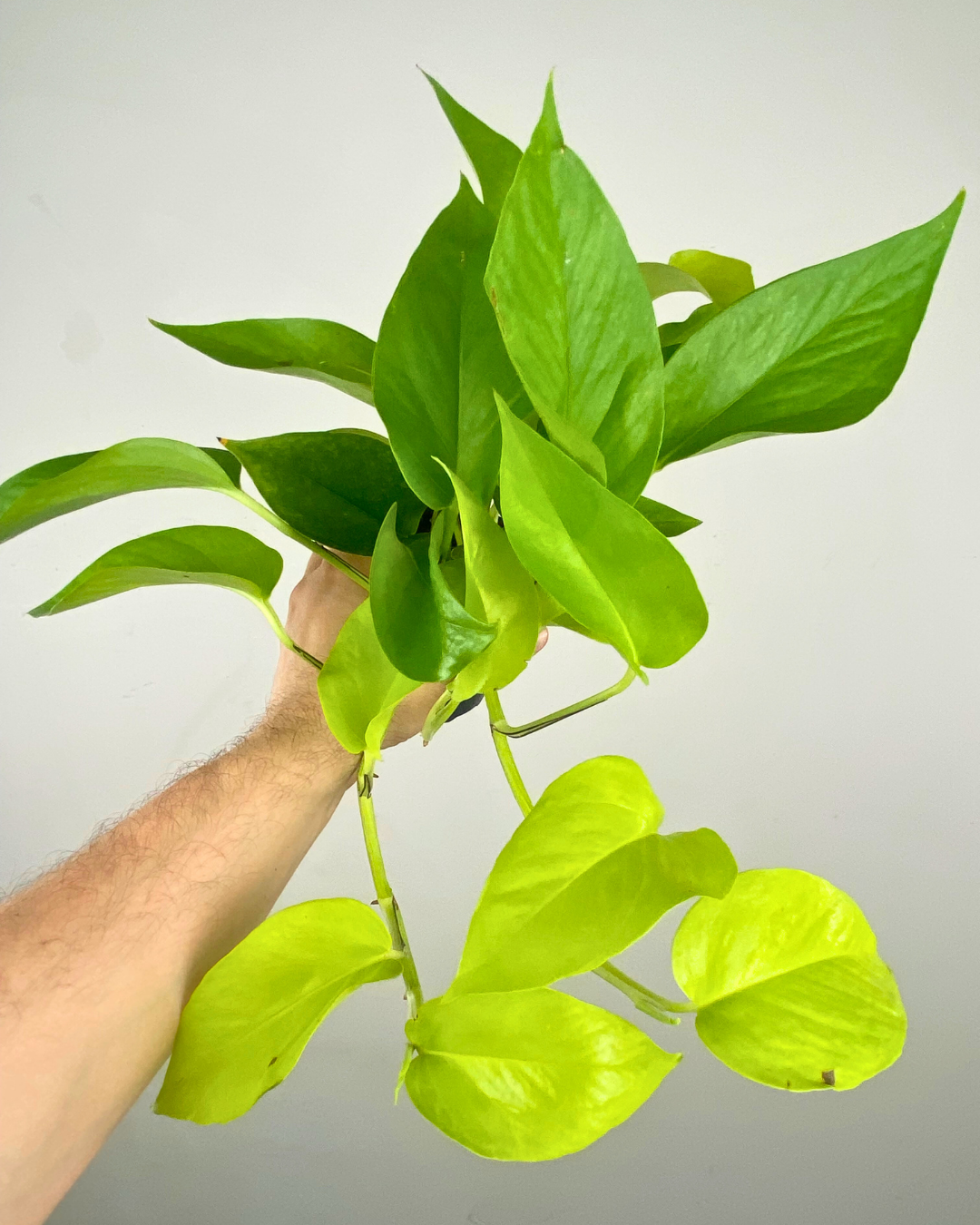 Feuilles cœur couleur lime vif du Pothos Neon