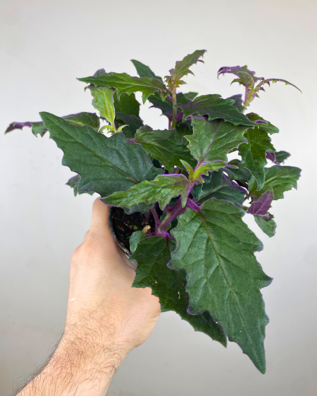 Feuilles violettes veloutées du Gynura aurantiaca