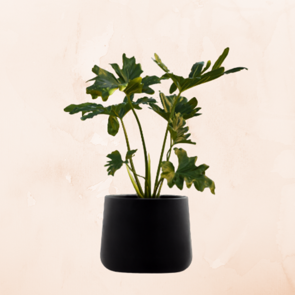 Plant pot