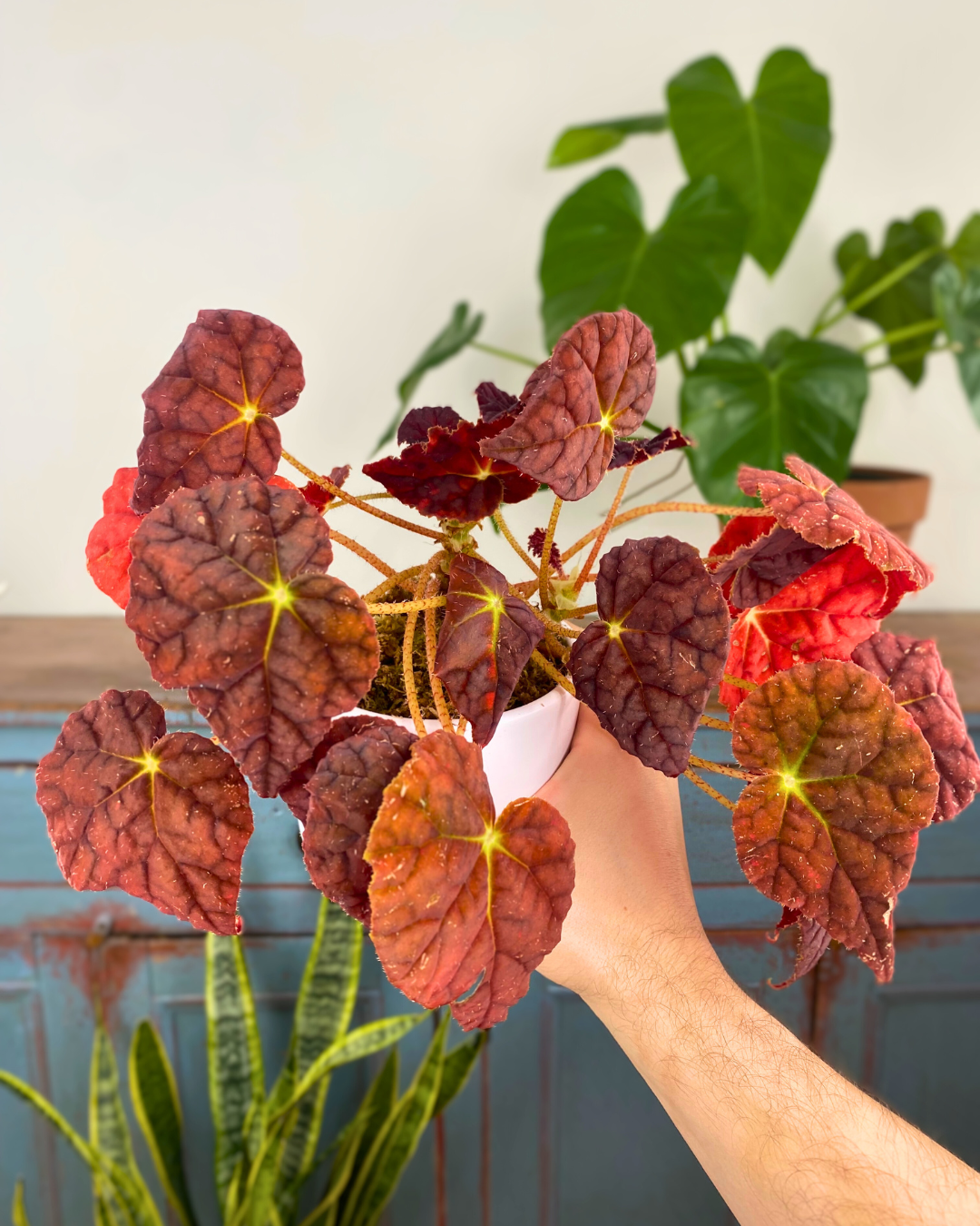 Begonia Autumn Ember