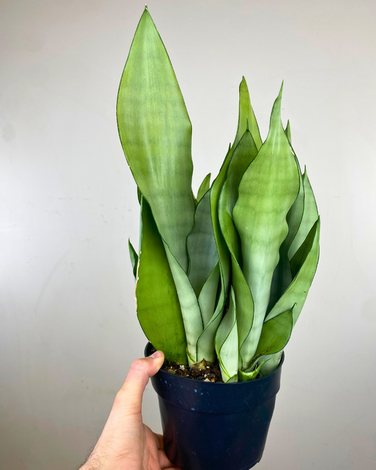 Feuilles argentées dressées de Sansevière Moonshine