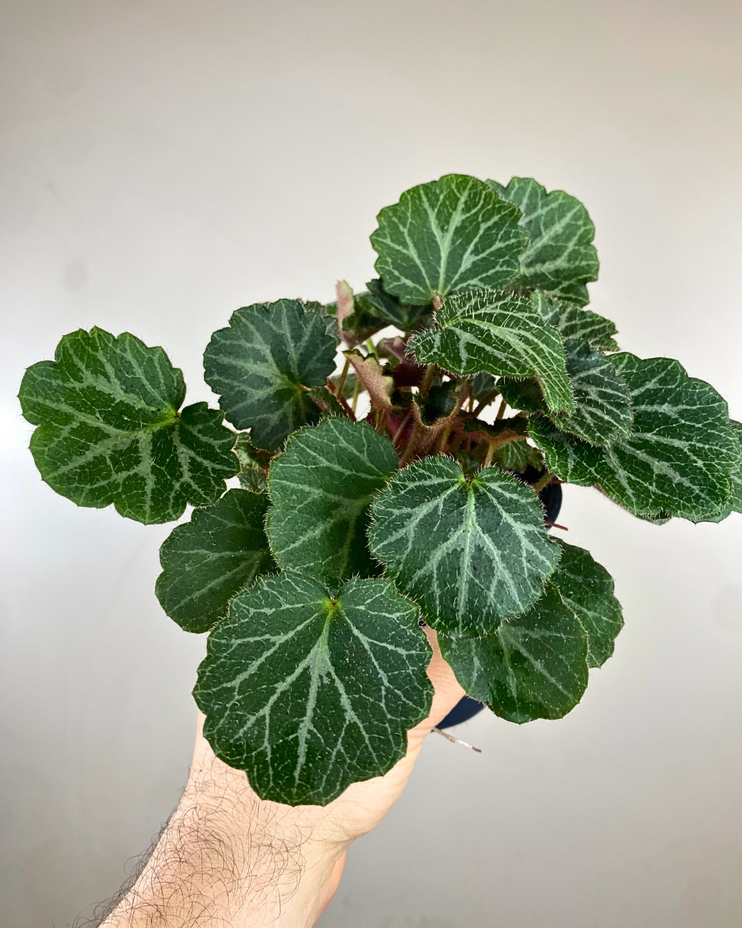 Petites feuilles arrondies vert tendre du Saxifraga stolonifera