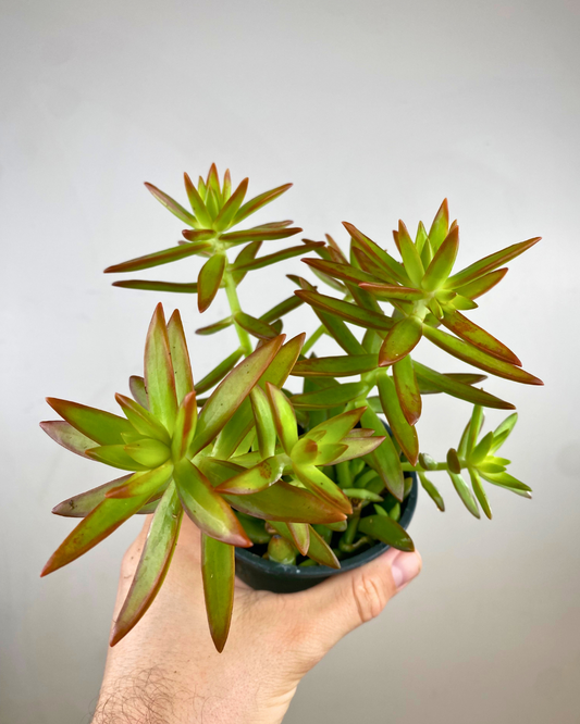 Rosette jaune doré charnue du Sedum nussbaumerianum