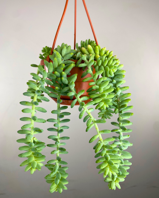 Feuilles charnues bleu-vert pendantes de Sedum morganianum
