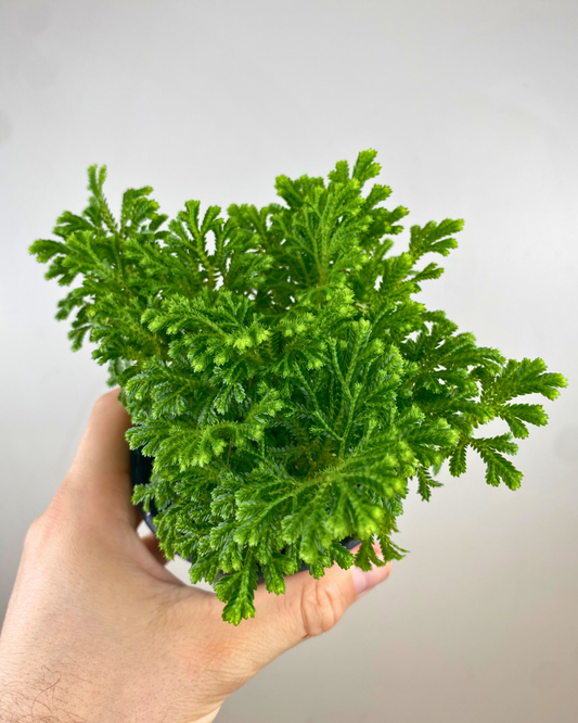 Feuillage fin tapis vert de Selaginella kraussiana