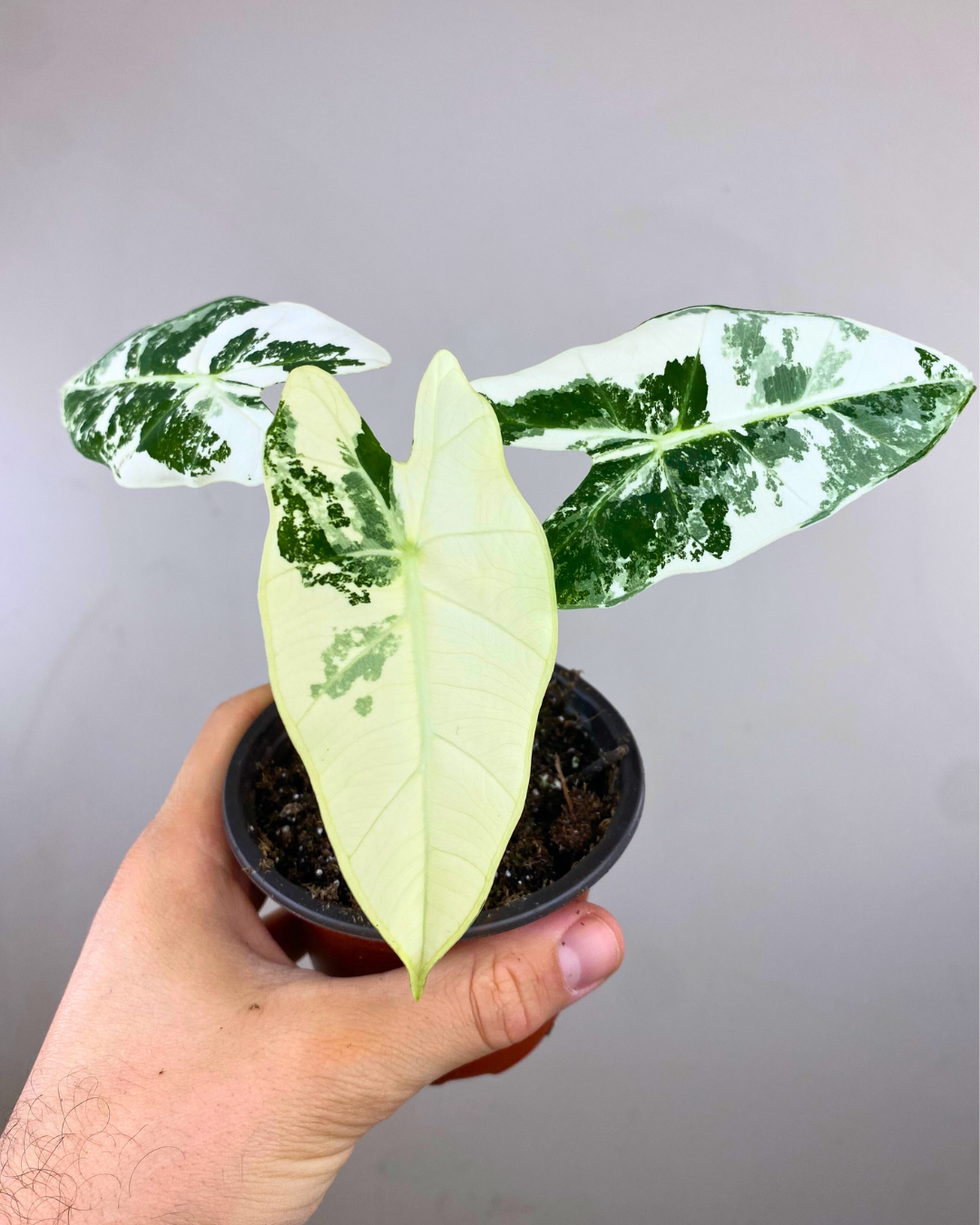 Alocasia Frydek