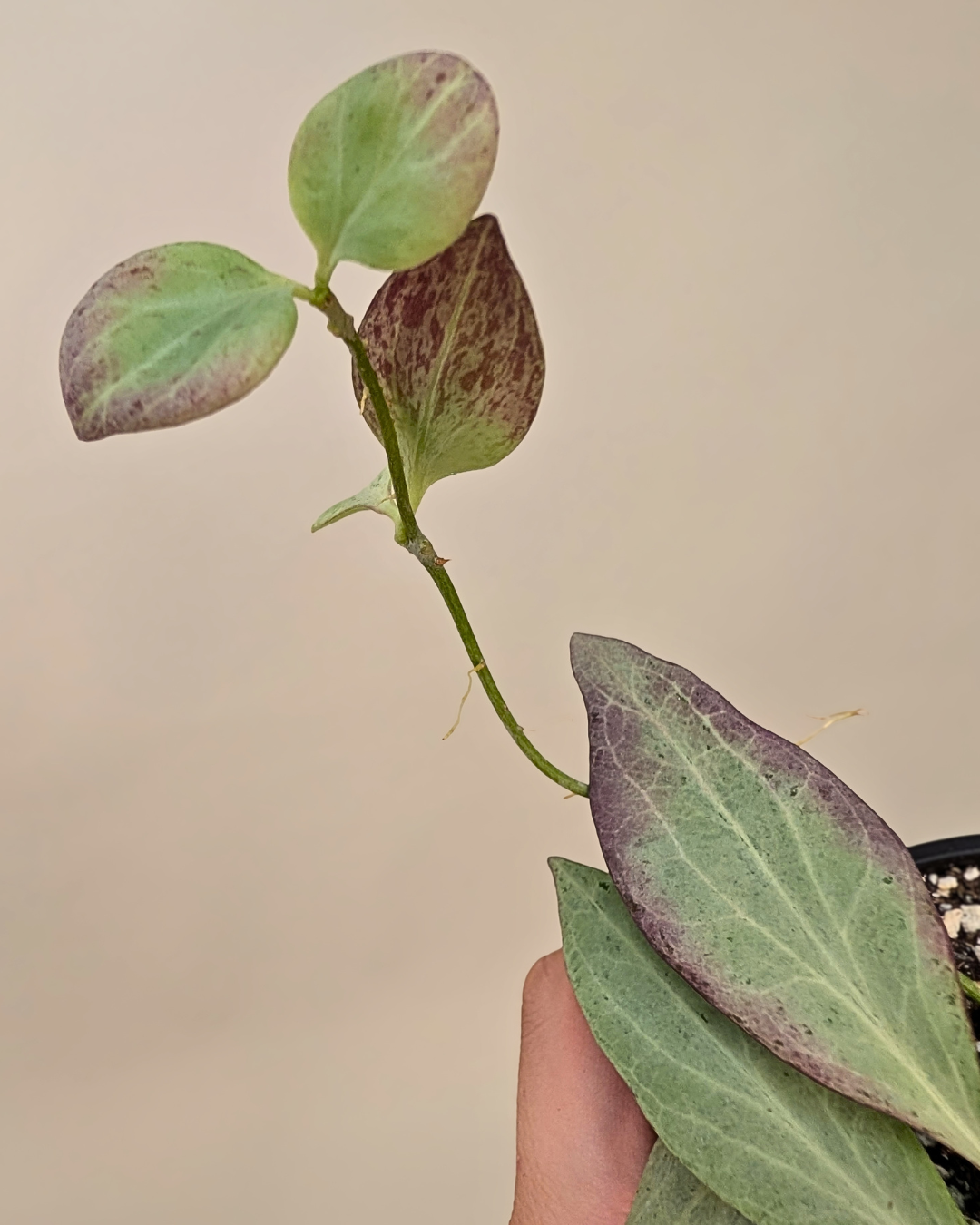 Hoya Nicholsoniae 'New Guinea Ghost'